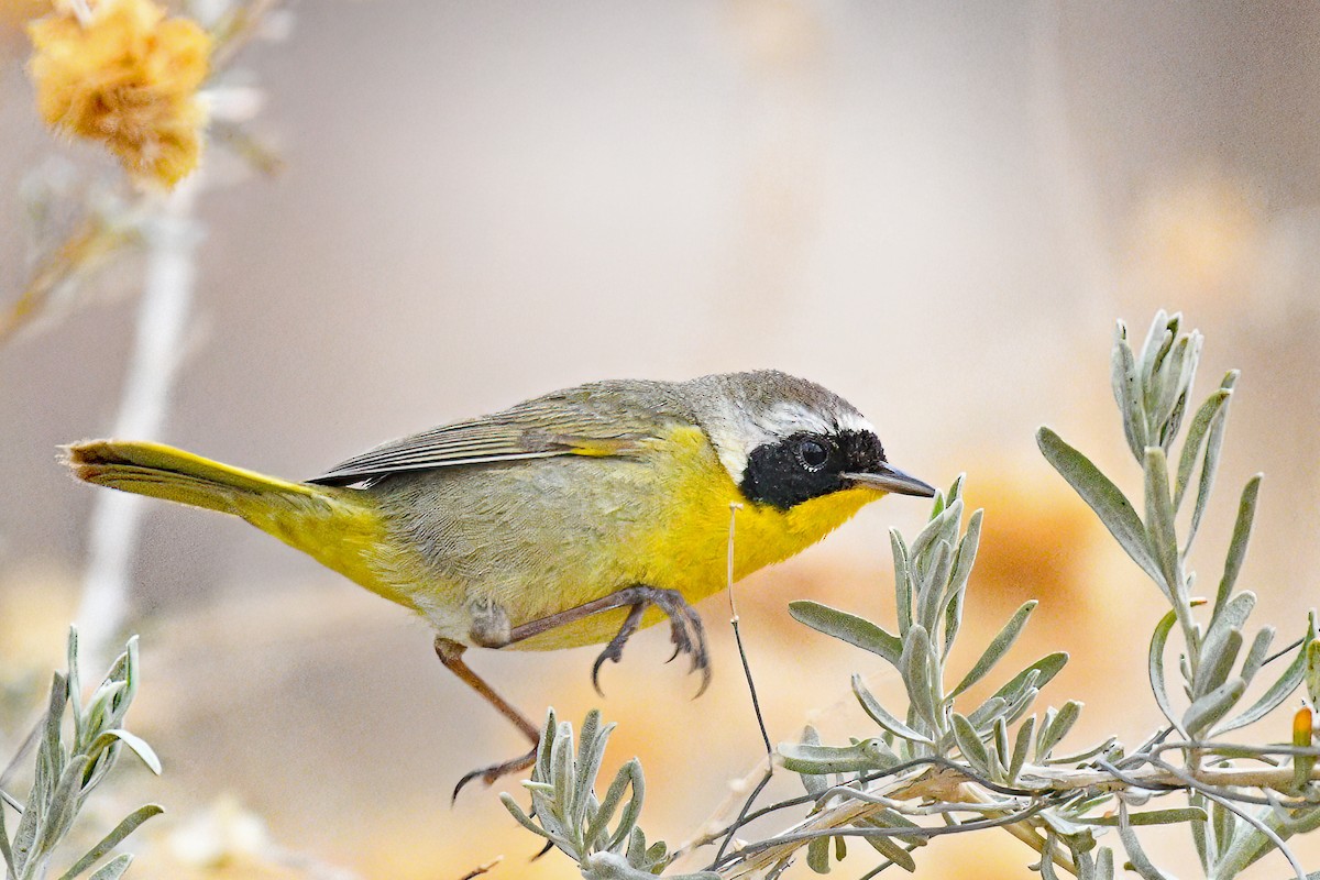 Common Yellowthroat - Kari Kidd