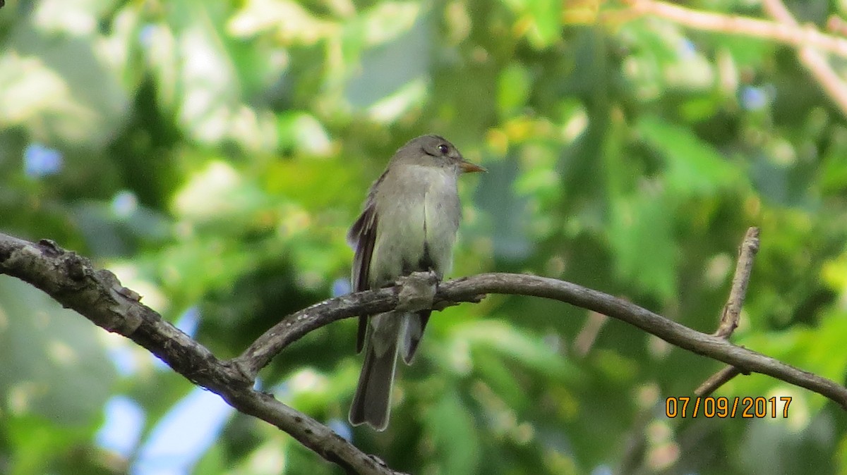 Willow Flycatcher - ML63069281