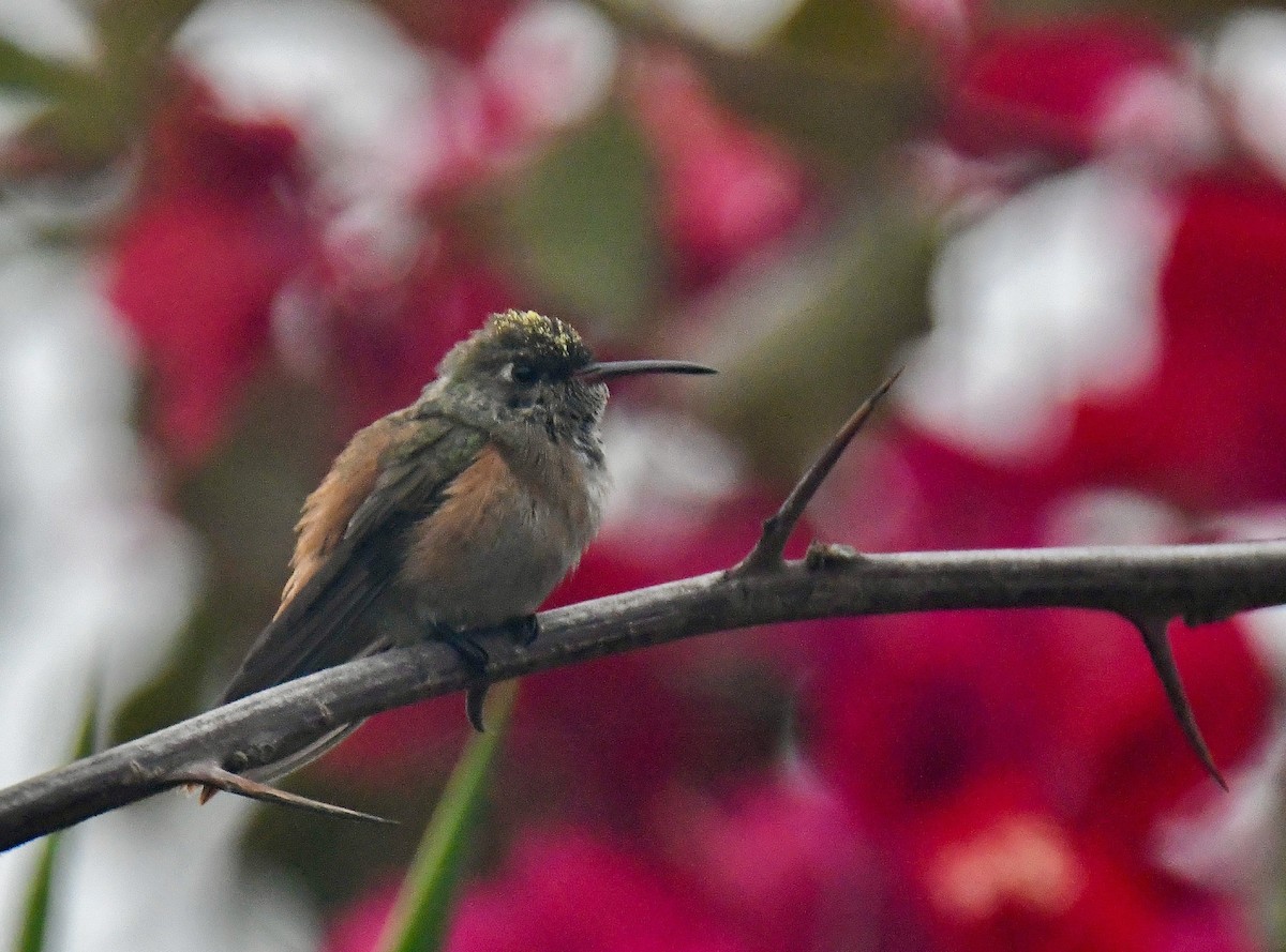 eBird Checklist - 13 Feb 2025 - Río Lurín--Desembocadura - 46 species ...