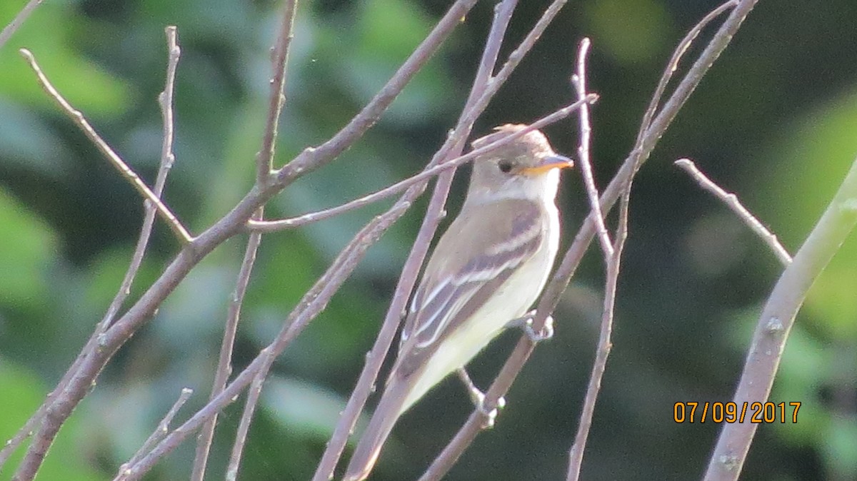 Willow Flycatcher - ML63069301