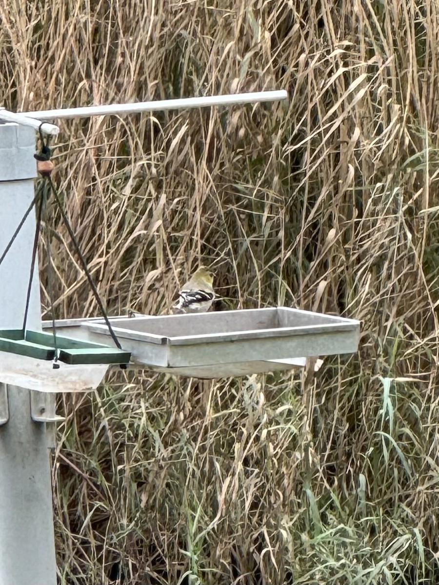 American Goldfinch - ML630693244