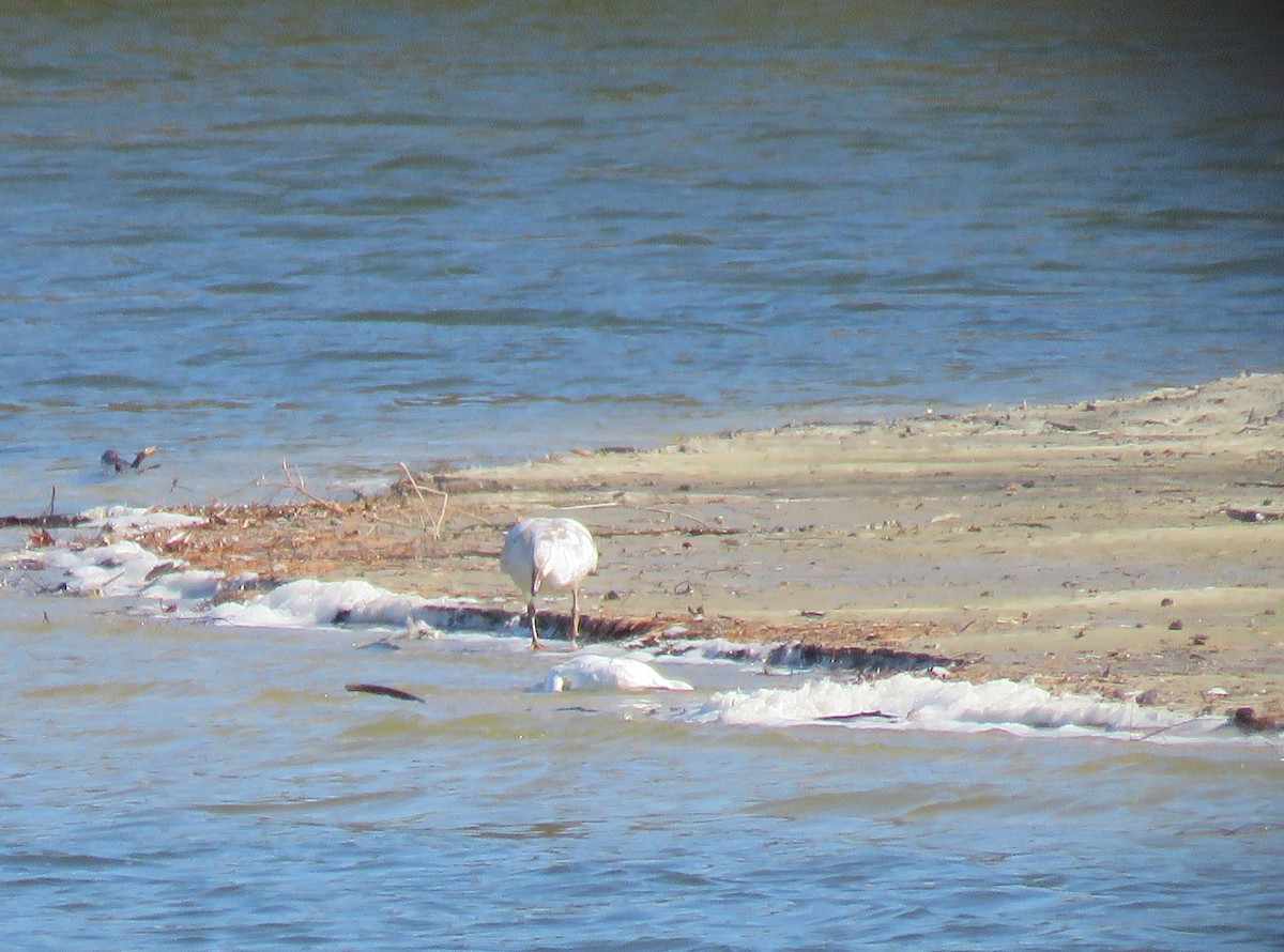 Snow Goose - ML630693313