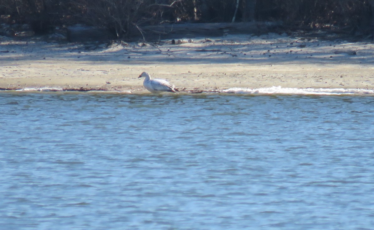 Snow Goose - ML630693314