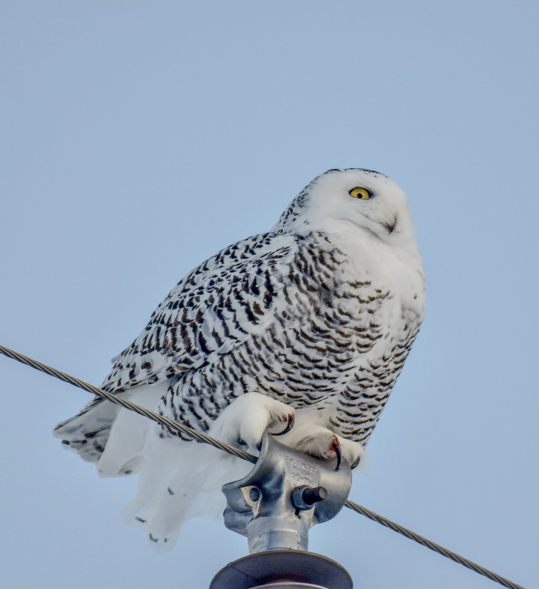 Белая сова - ML630693369