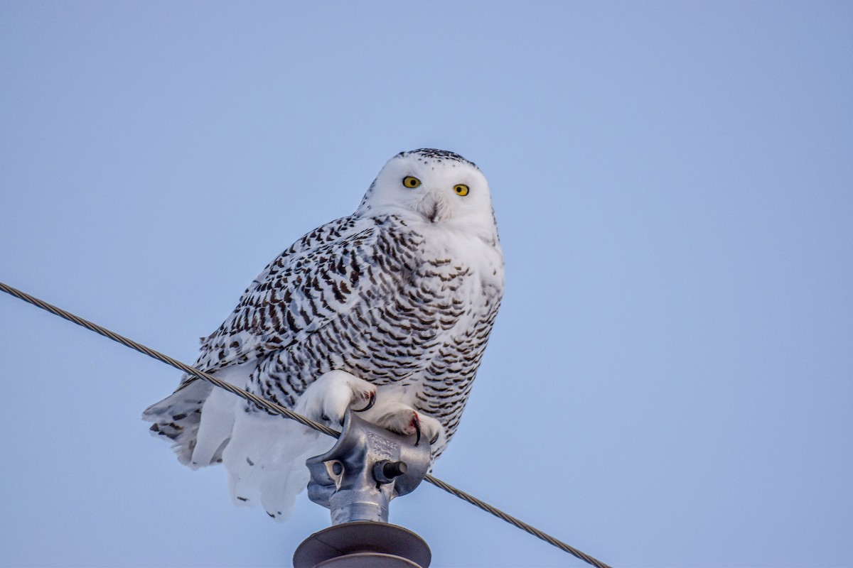 Белая сова - ML630693370