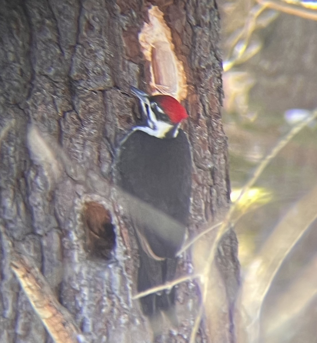Pileated Woodpecker - ML630693506