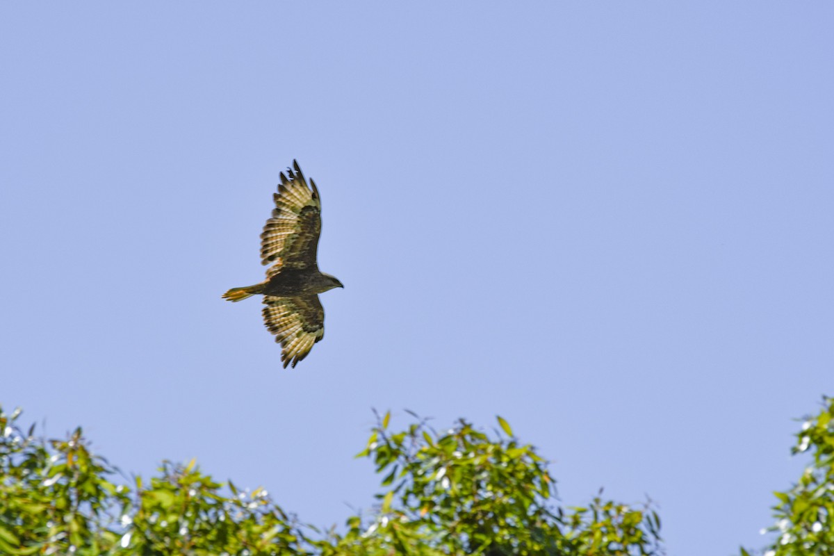 Şahin - ML630693611