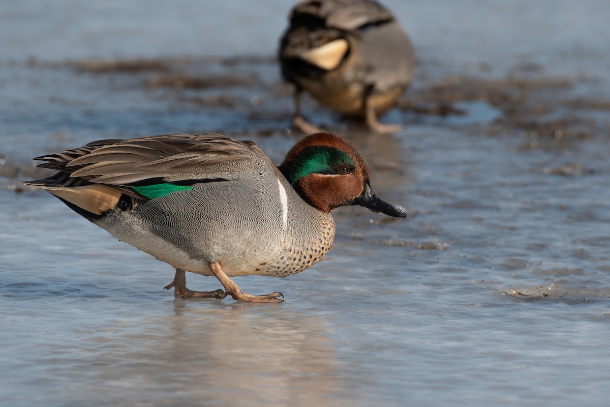 Green-winged Teal - Chris McDonald