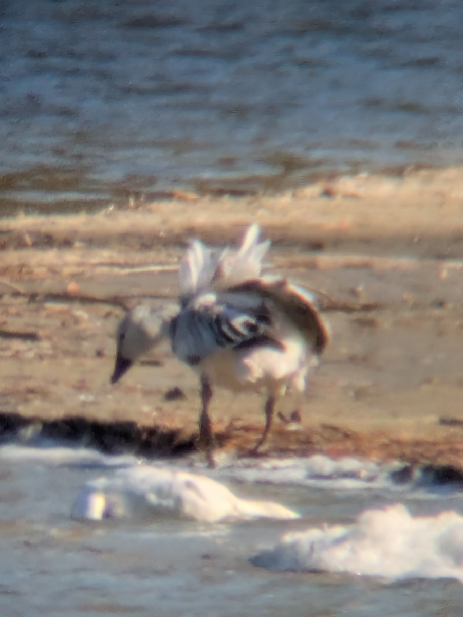 Snow Goose - ML630693844