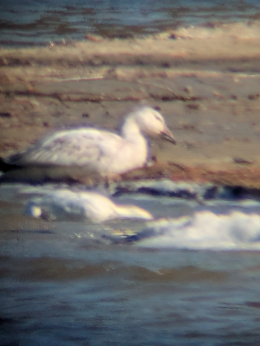 Snow Goose - ML630693846