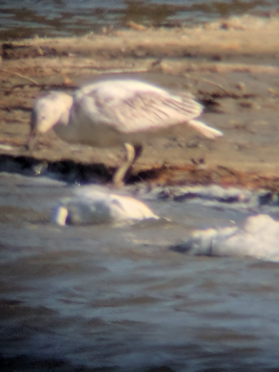 Snow Goose - ML630693848