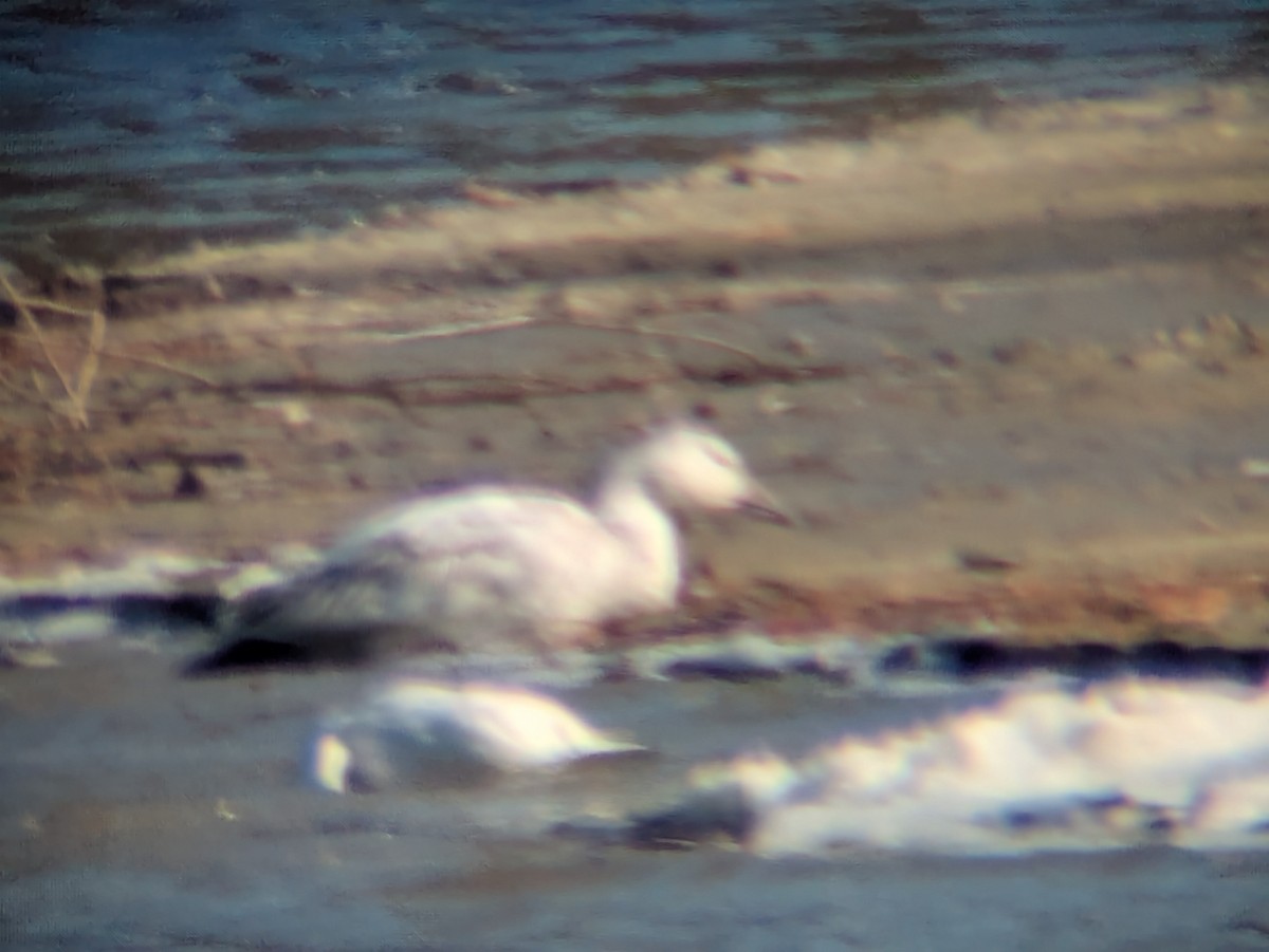 Snow Goose - ML630693849
