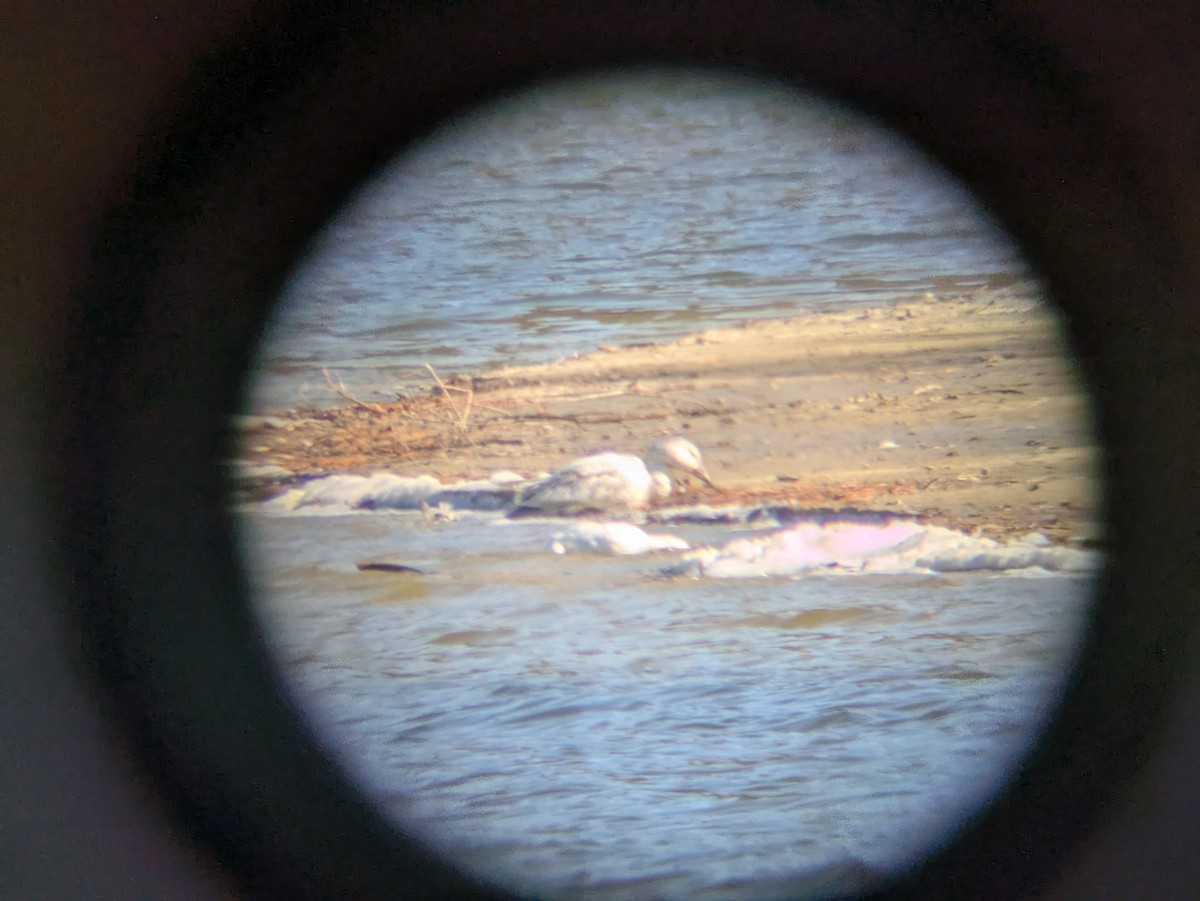 Snow Goose - ML630693852