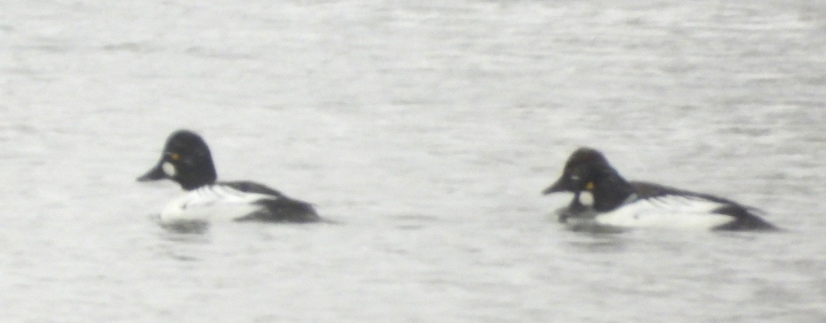 Common Goldeneye - ML630694162
