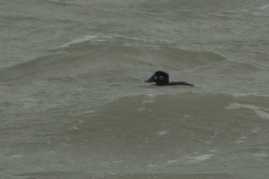Surf Scoter - ML630694488
