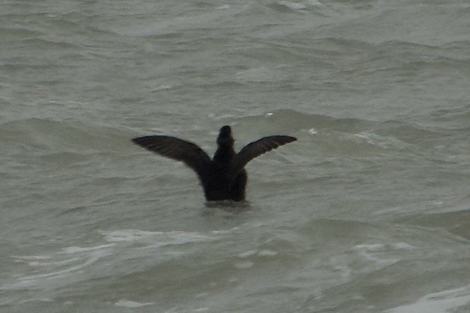 Surf Scoter - ML630694586