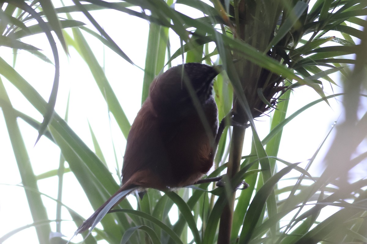 Plain-tailed Wren - ML630694724