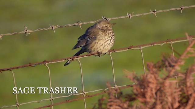 Sage Thrasher - ML630695024