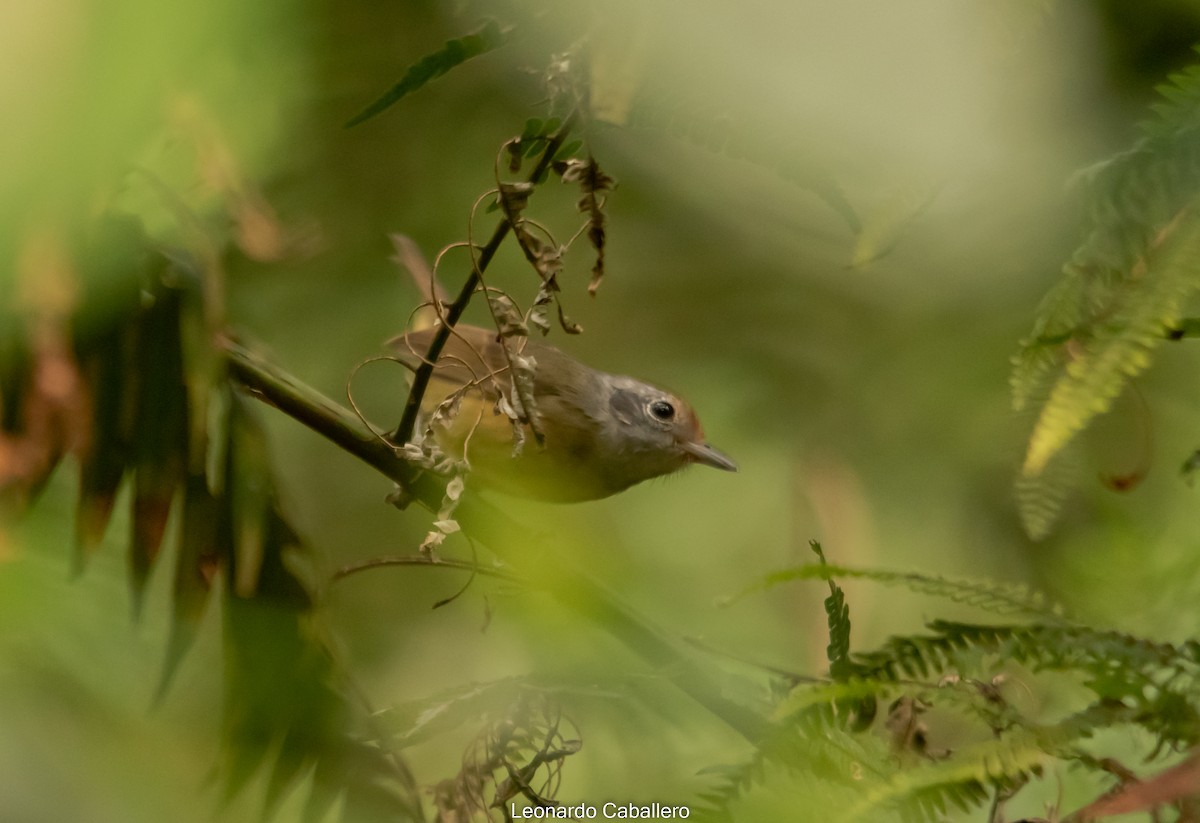 Rufous-crowned Greenlet - ML630695221
