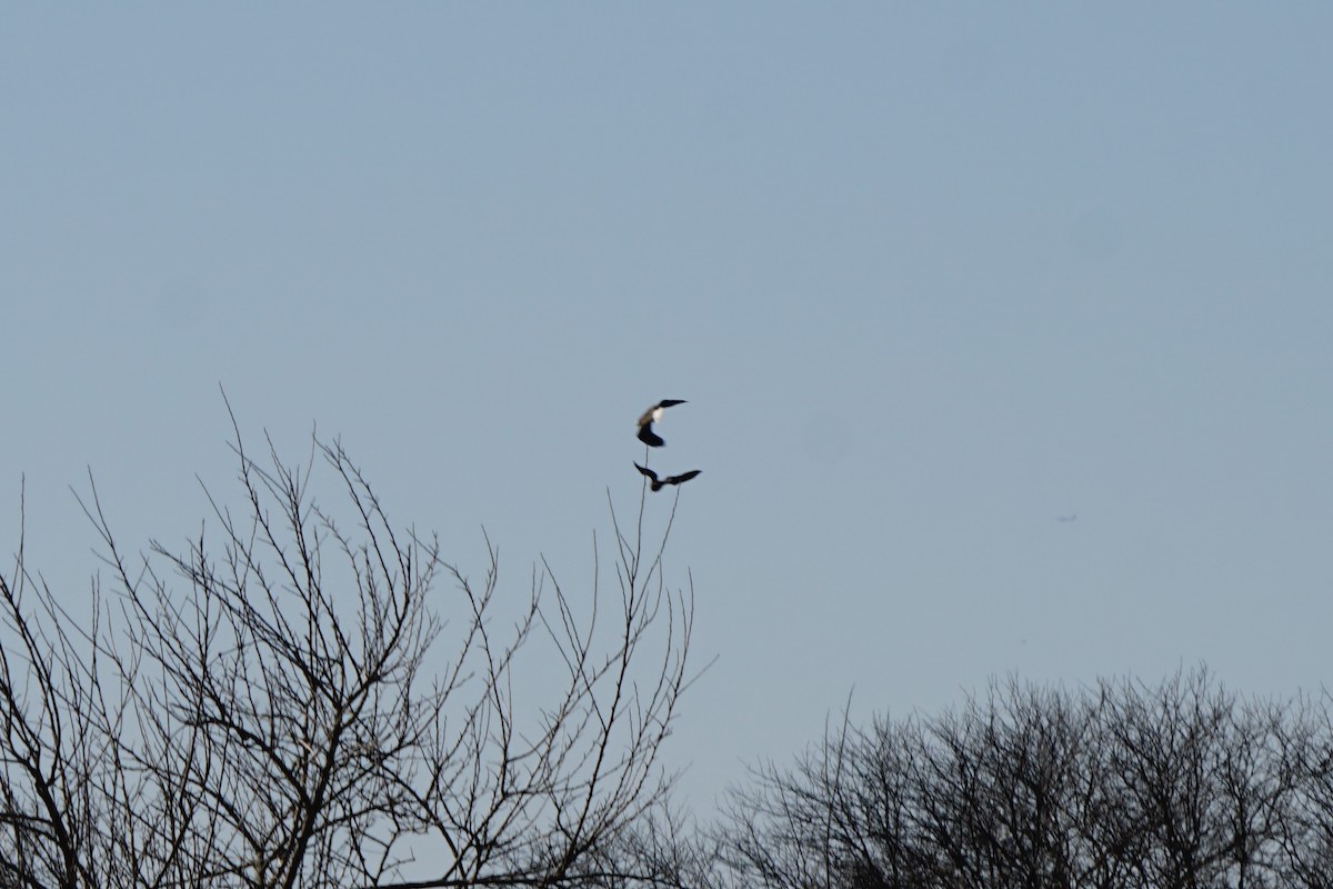 Bald Eagle - ML630695229