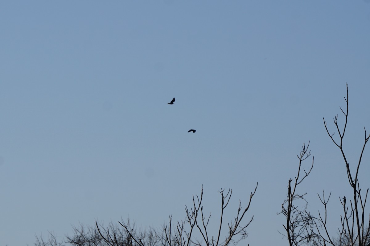 Bald Eagle - ML630695230