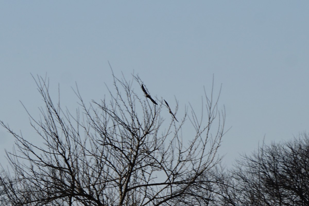 Bald Eagle - ML630695231