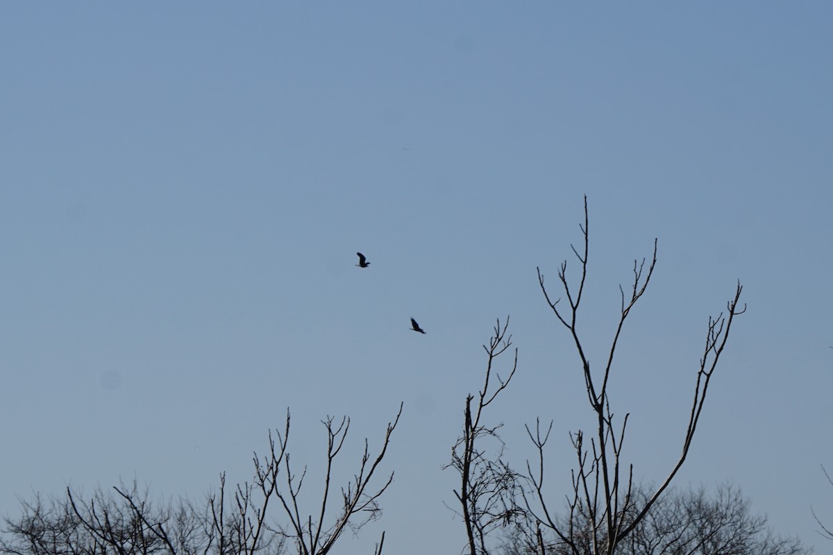 Bald Eagle - ML630695232