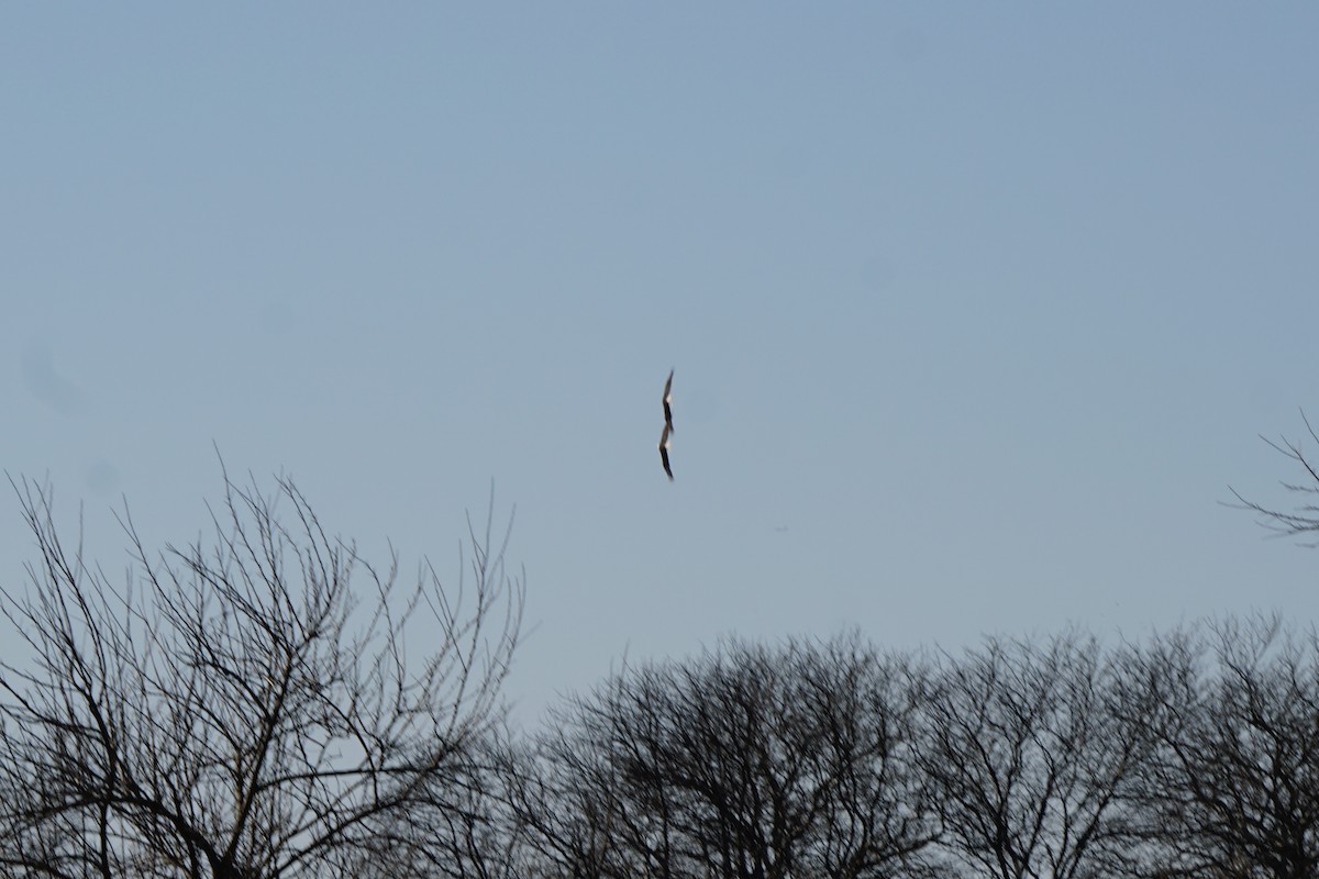 Bald Eagle - ML630695233