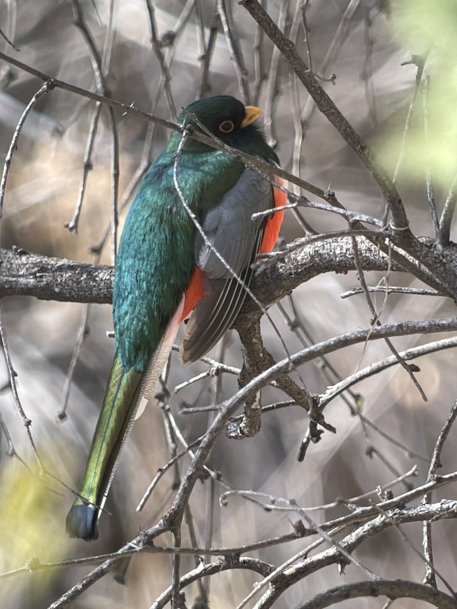 Elegant Trogon - ML630695338