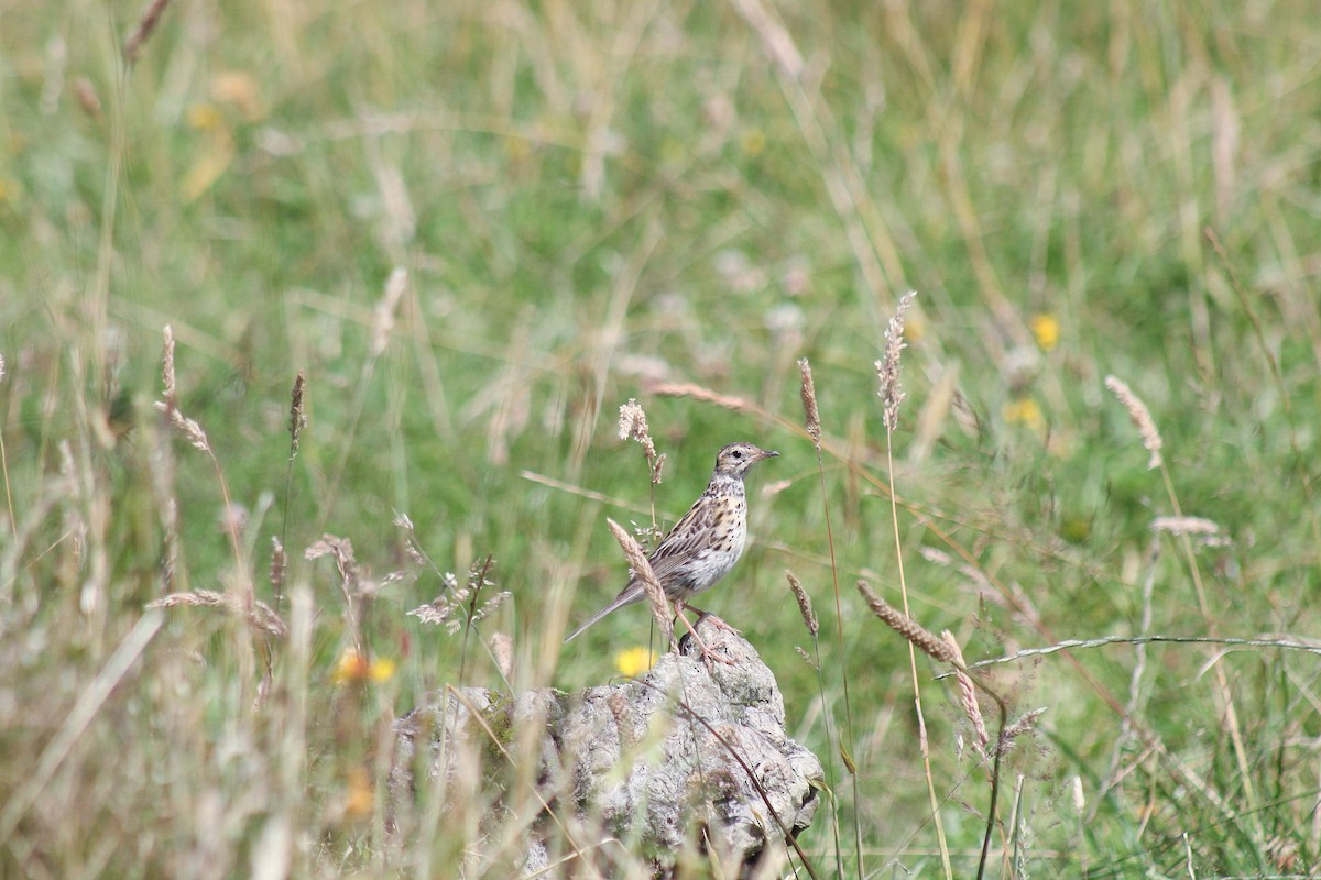 Correndera Pipit - ML630695874