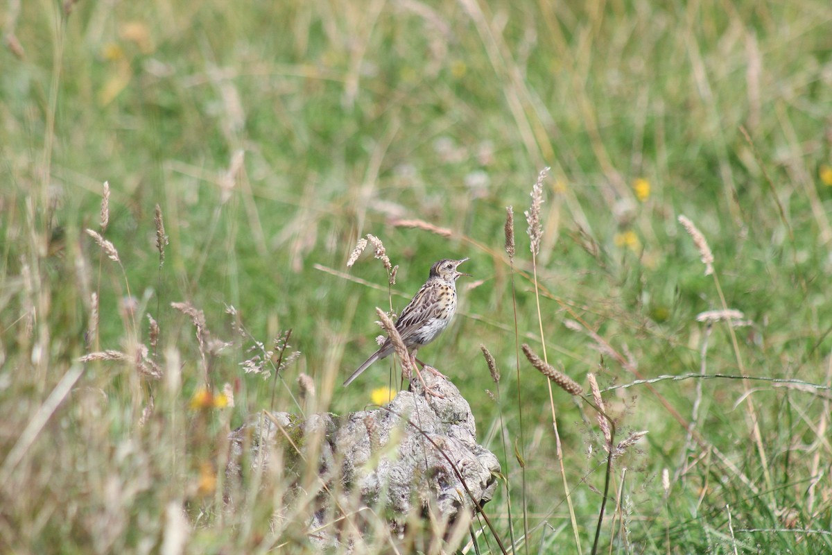 Correndera Pipit - ML630695875