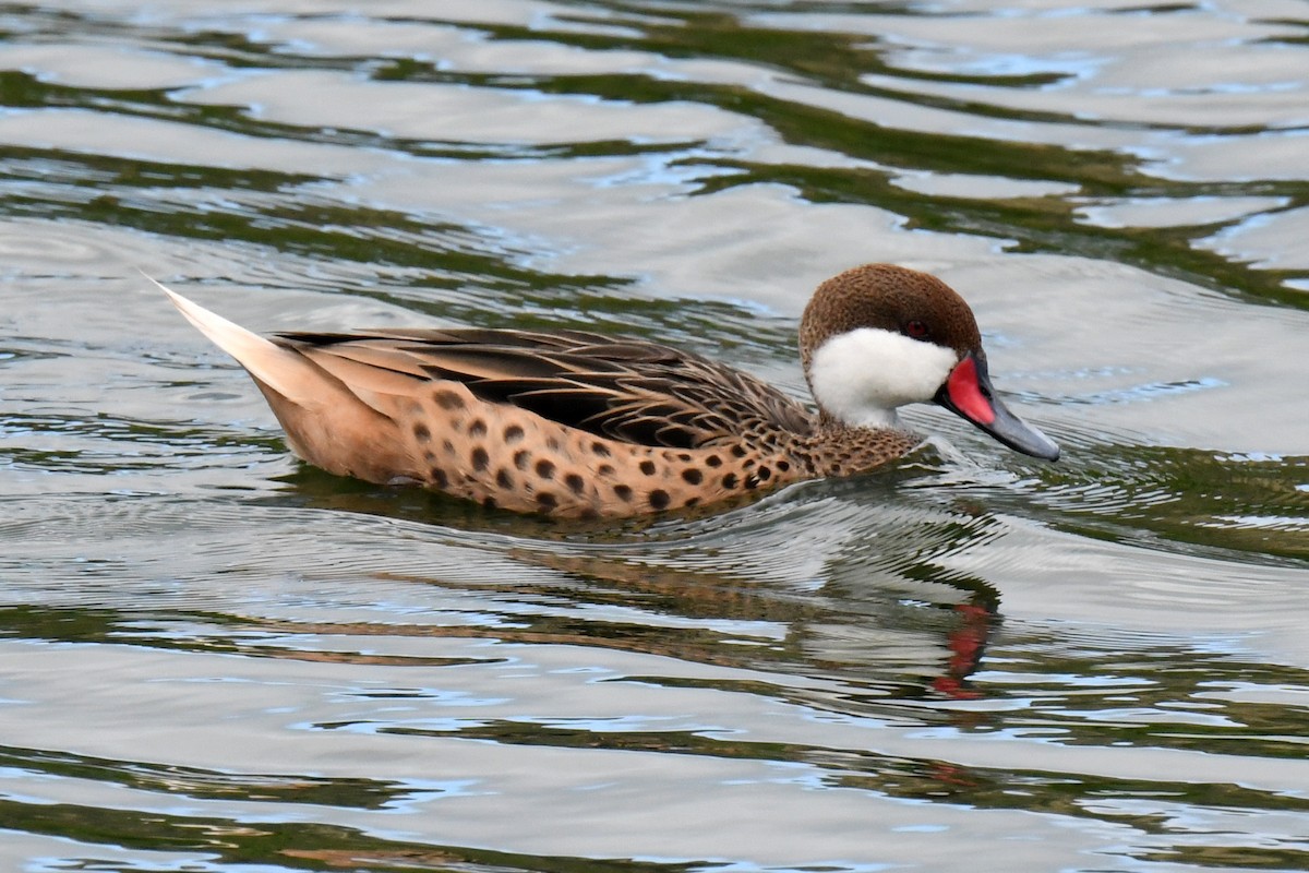 White-cheeked Pintail - ML630696206