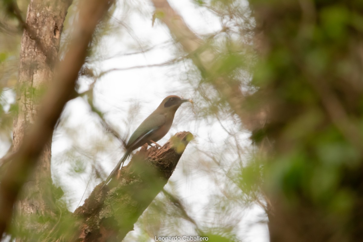 Rufous-capped Motmot - ML630696252