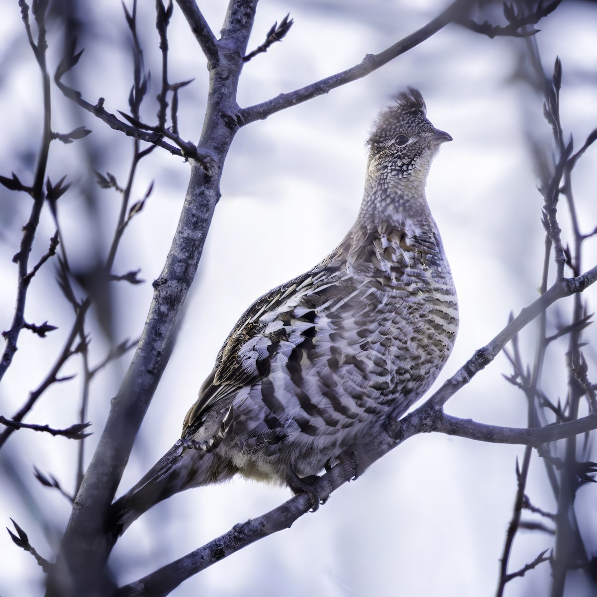 Ruffed Grouse - ML630696281