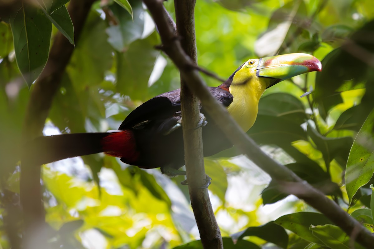 Keel-billed Toucan - ML630696323