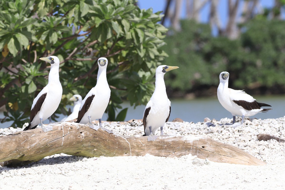 Masked Booby - ML630696373