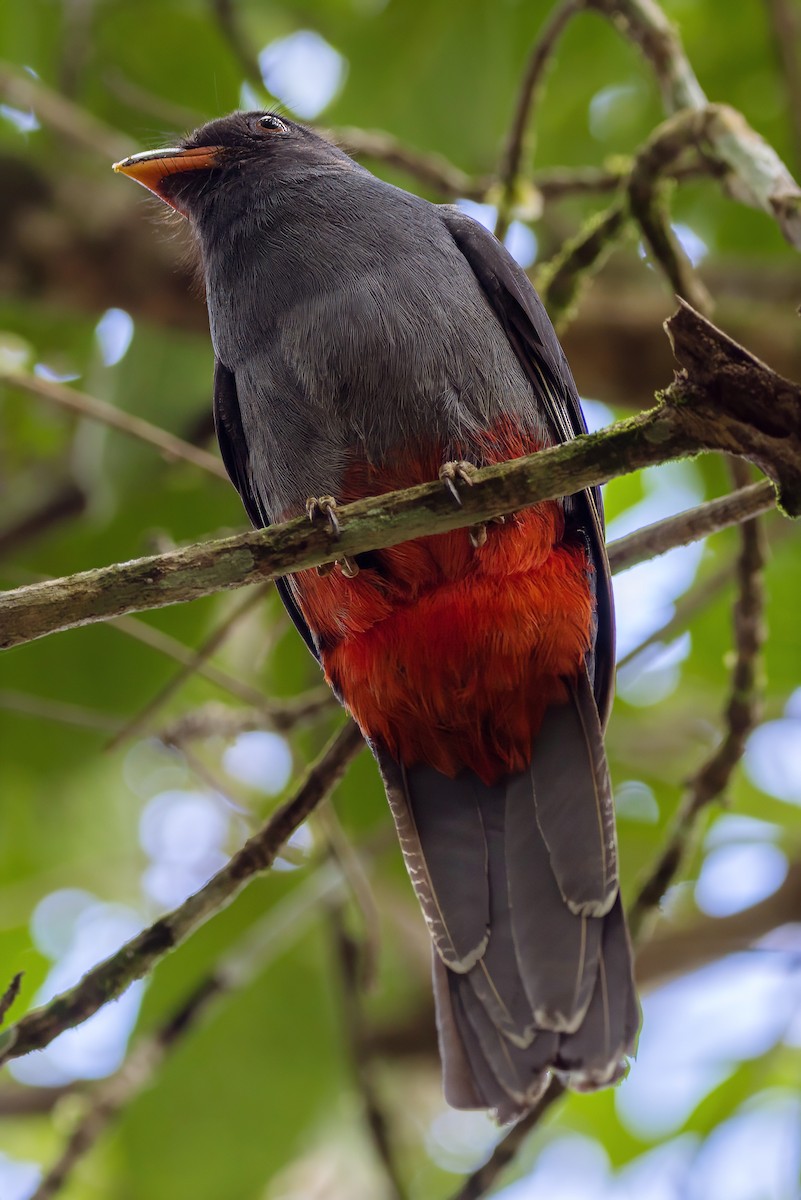 Slaty-tailed Trogon - ML630696377
