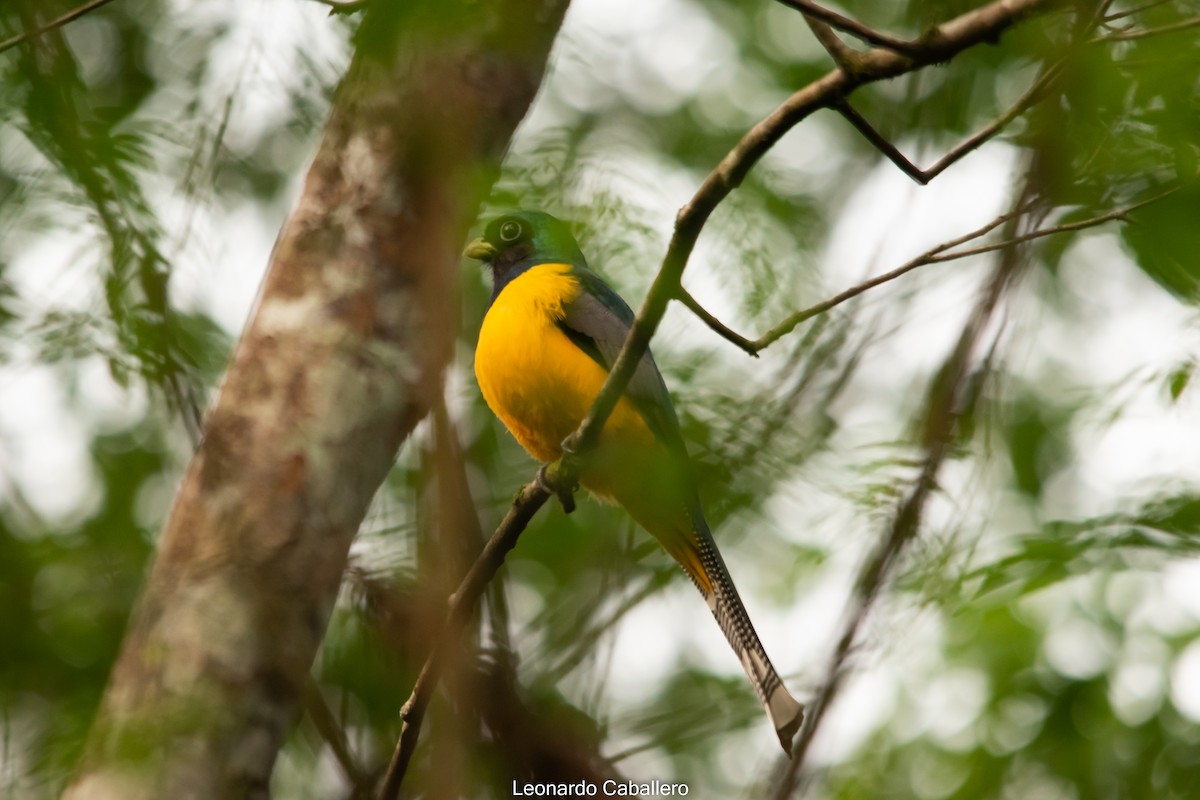 Atlantic Black-throated Trogon - ML630696518