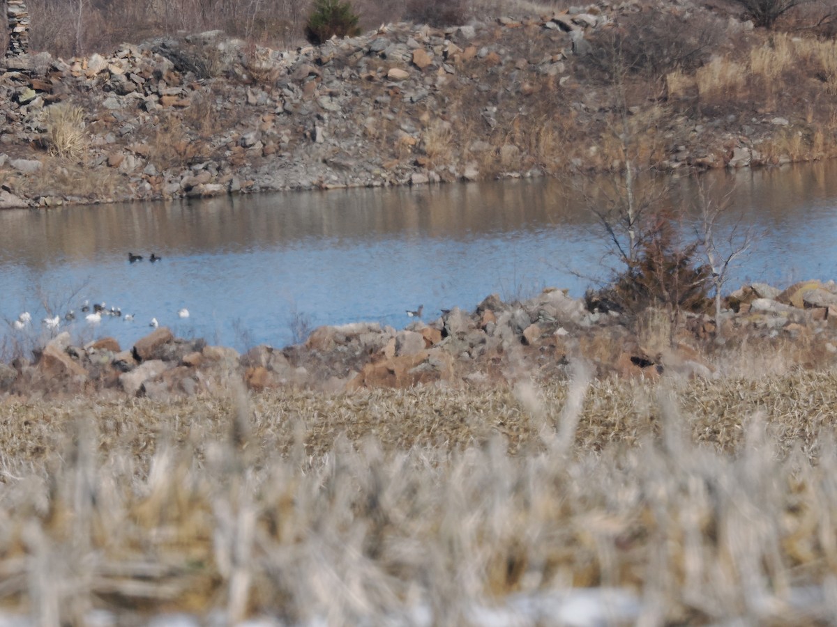Greater White-fronted Goose - ML630696791