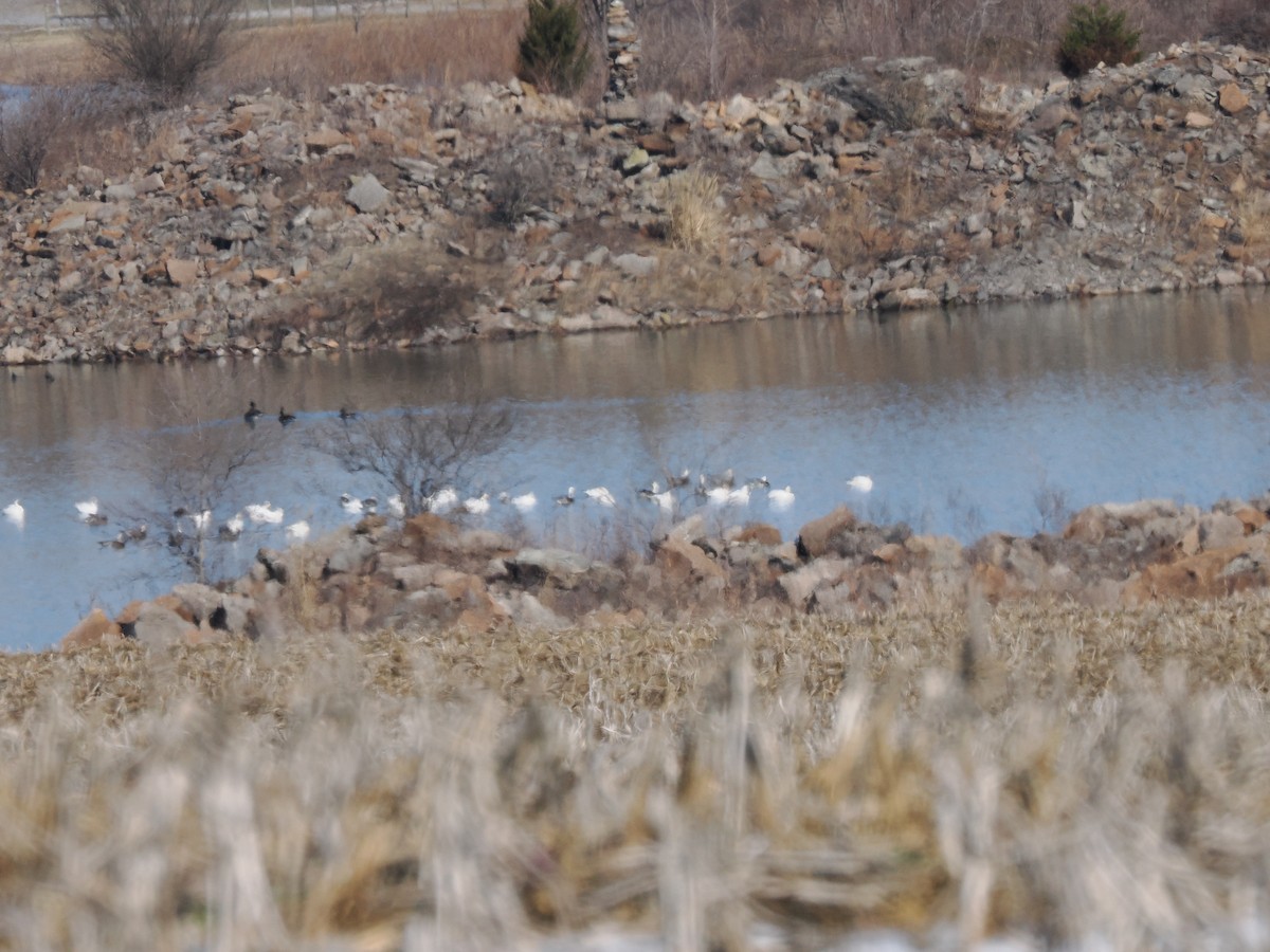 Snow Goose - ML630696857