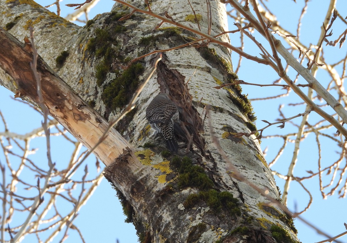 Northern Flicker - ML630697049