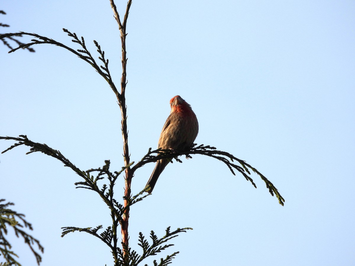 House Finch - ML630697061