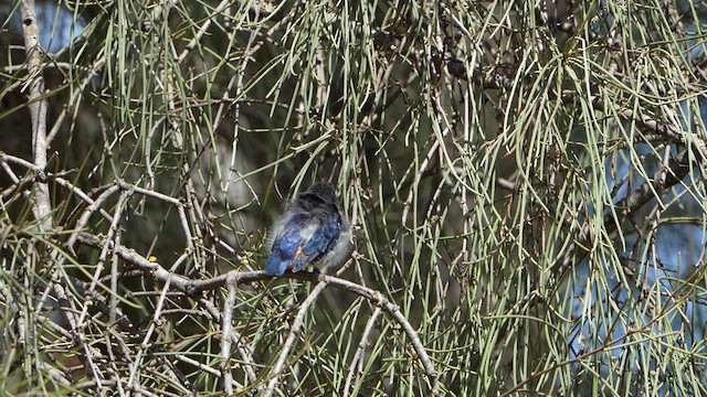 Mistletoebird - ML630697066
