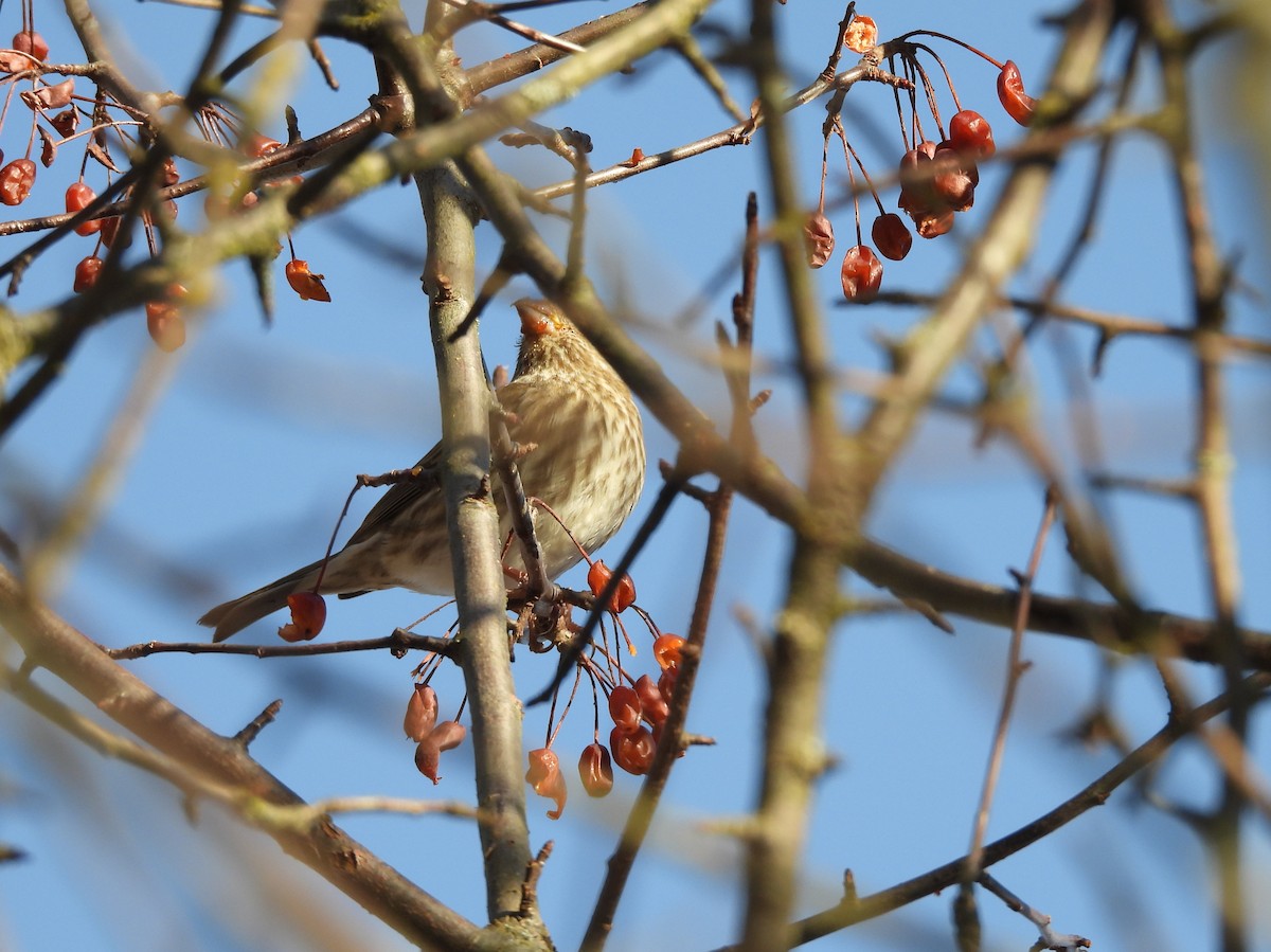 Purple Finch - ML630697071