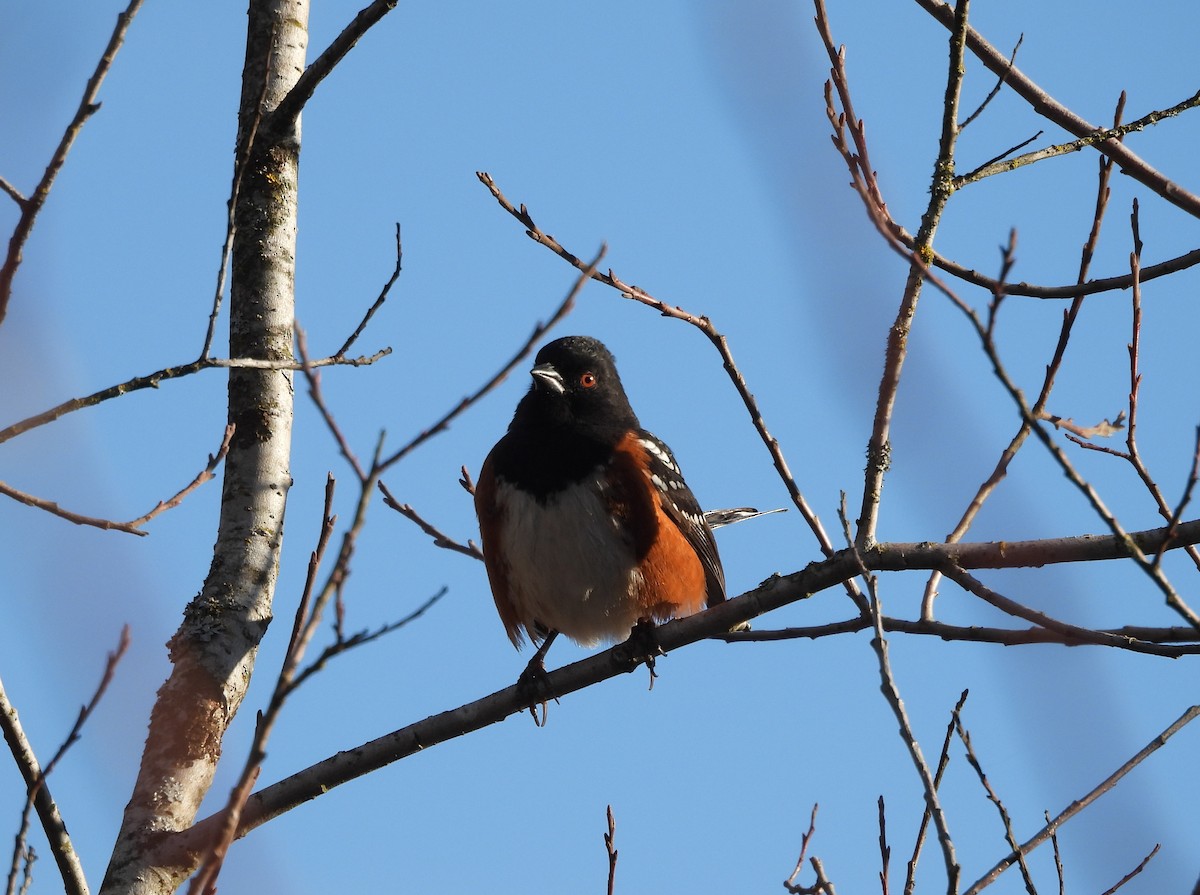 Spotted Towhee - ML630697100