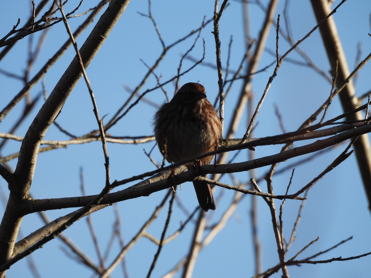 Song Sparrow - ML630697104