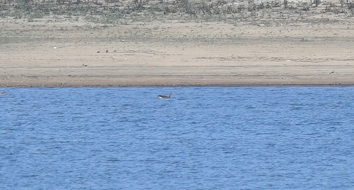 Greater White-fronted Goose - ML630697325