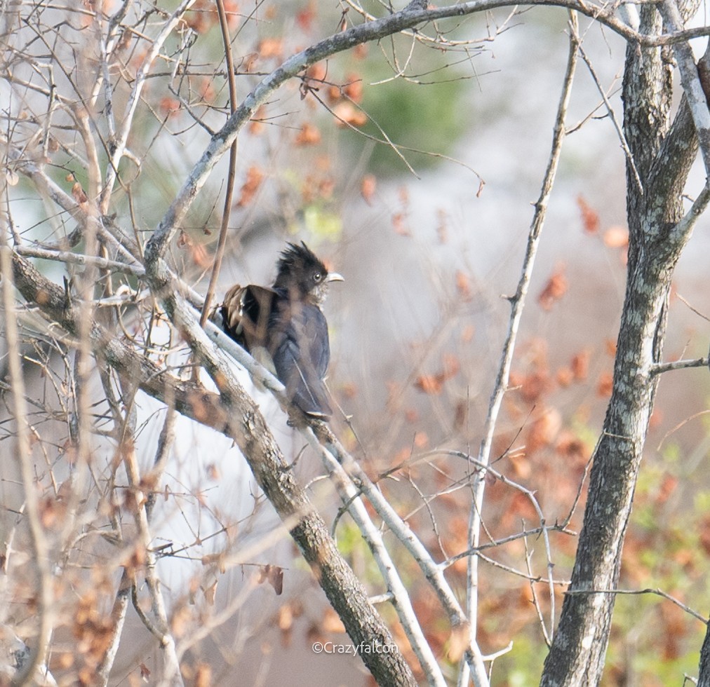 Levaillant's Cuckoo - ML630697540
