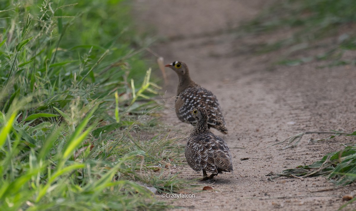Double-banded Sandgrouse - ML630697569