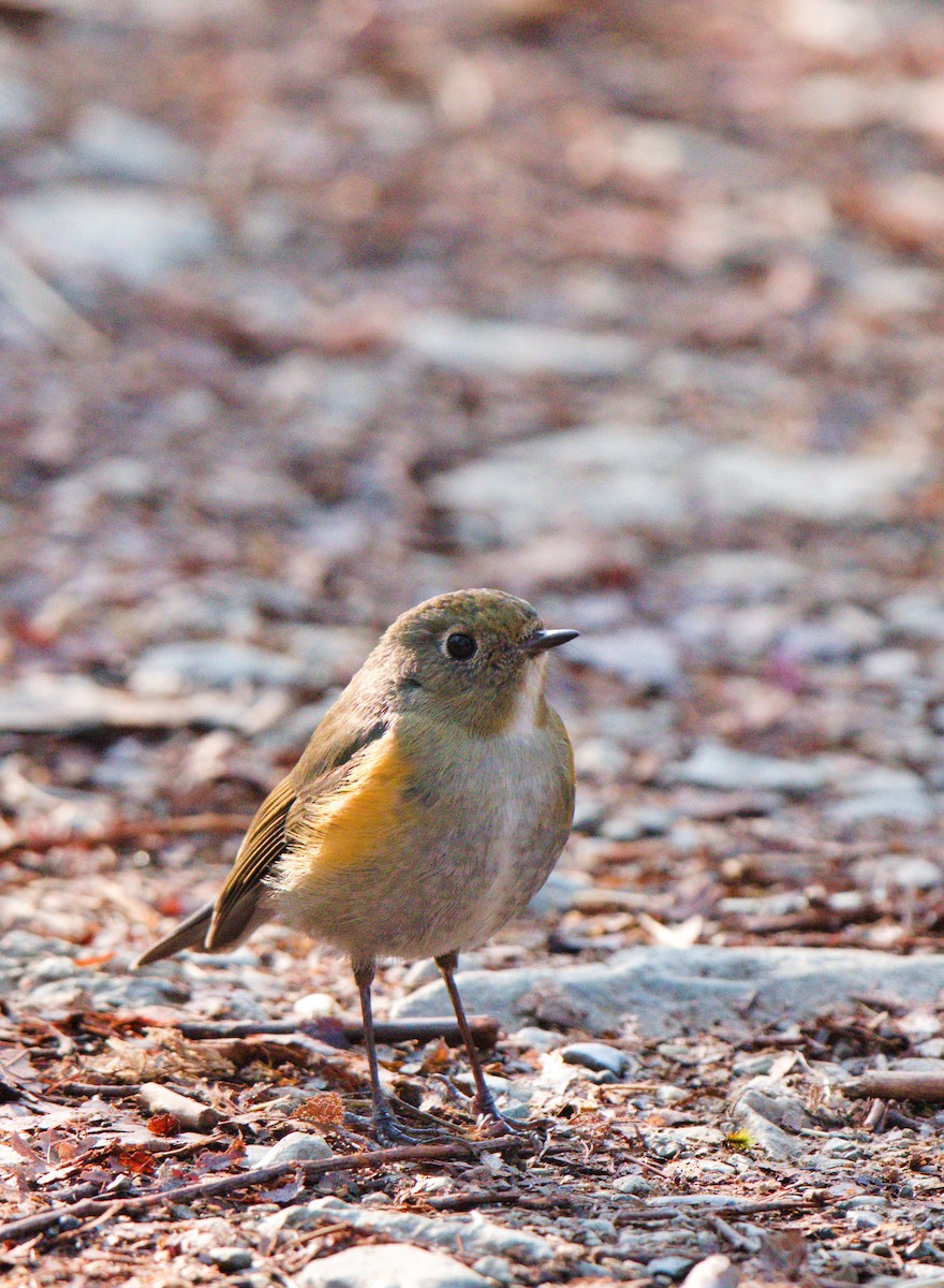 Himalayan Bluetail - ML630697582